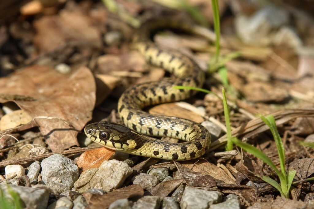 découvrez comment identifier un bébé couleuvre grâce à nos conseils simples et pratiques. apprenez à reconnaître ses caractéristiques uniques pour mieux comprendre et observer ces petits reptiles.