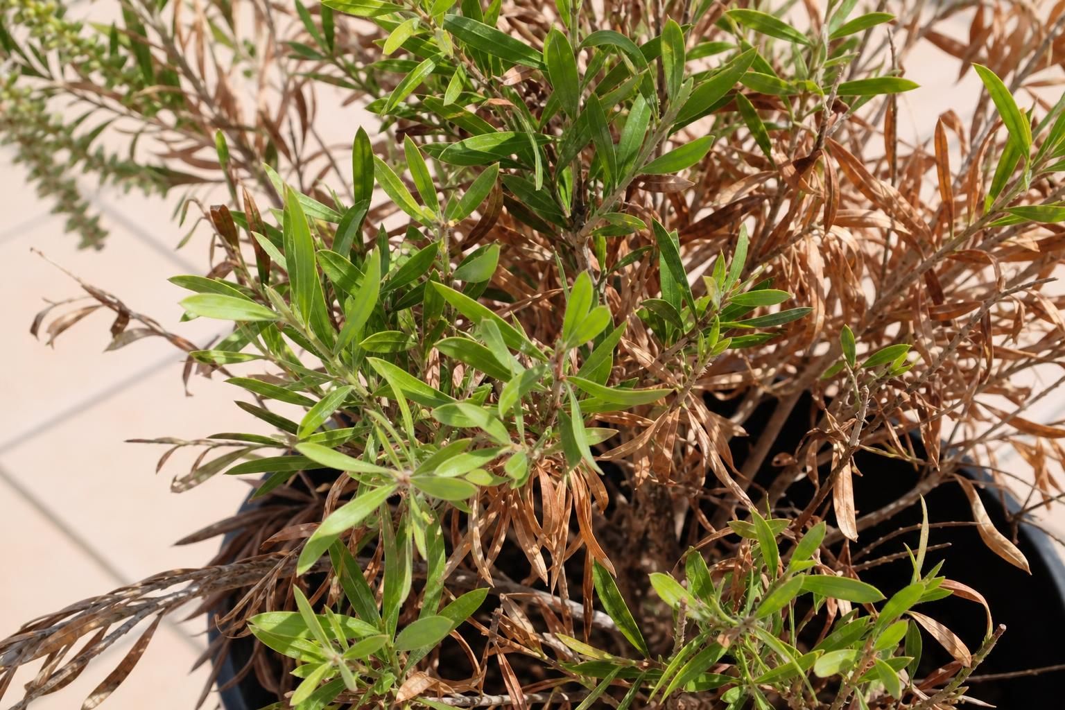 découvrez des conseils pratiques pour sauver un rince-bouteille aux feuilles sèches et redonner vie à votre plante grâce à des soins adaptés.